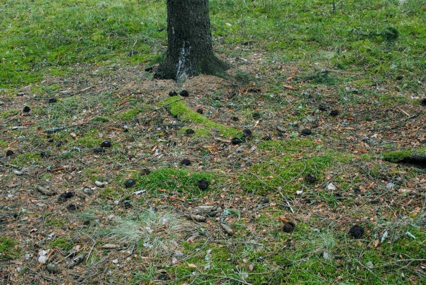 Bild 15. Rik förekomst av bombmurkla under döende gran. Ekillaåsens naturreservat. Foto: 22 mars 2007, G. Aronsson. 25. Skenstaåsen sydväst Besök: 23 mars 2007 Ej återfunnen Torstuna församling.