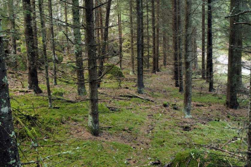 Bild 20. Bombmurklan kan ibland etablera sig i ganska unga granbestånd. Här i en 40-årig granplantering.