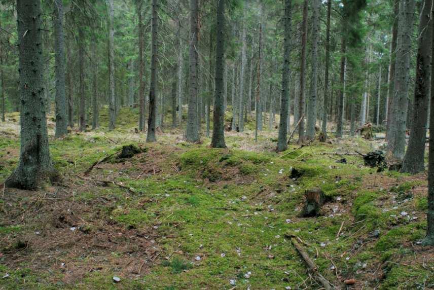 tjockt för att passa bombmurklan. Svampen växer i en blockig nordsluttning bland lågvuxen vägg- och husmossa samt lite kruståtel, blåbär och lingon. Status: Nyckelbiotop.
