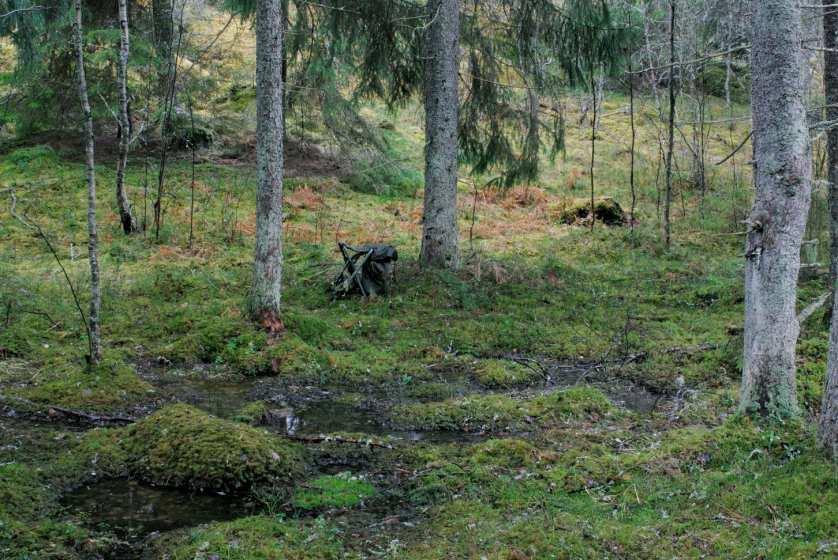 gran precis intill ett blött parti nedanför en berghäll. Växtplatsen verkar således inte vara väldränerad, vilket bombmurklan vanligtvis kräver.