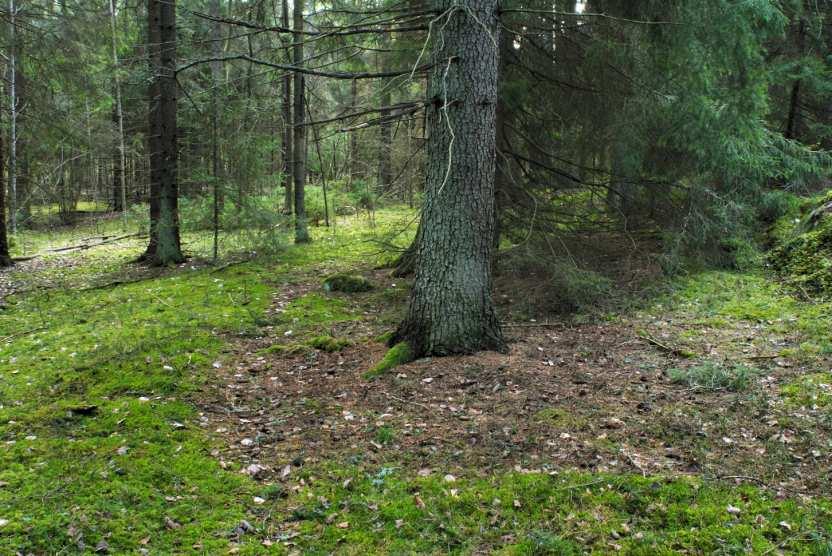 Bakgrund Bombmurklan, Sarcosoma globosum, är en sällsynt och uppseendeväckande skålsvamp som bildar fruktkroppar på våren.