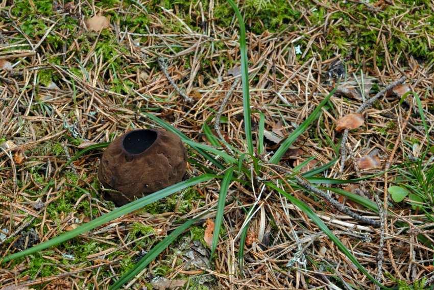 Bild 4. Vispstarr (Carex digitata), som ofta växer tillsammans med bombmurklan, är en indikator på rikare mark. Ekillaåsens naturreservat. Foto: 22 mars 2007, G. Aronsson.