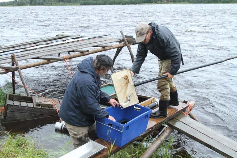 Tiden mellan fångst och märkning har sällan varit längre än någon minut vilket ger goda förutsättningar för att märkningen skall bli så skonsam som möjligt för fisken.