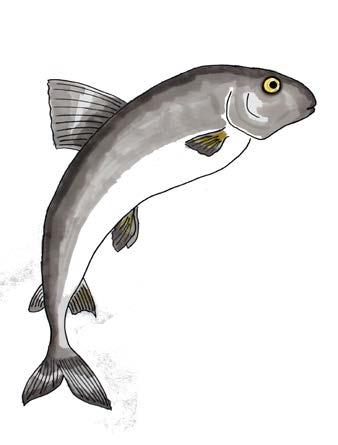 Helmis siksoppa (10 pers) 2 l fiskbuljong 2,4 kg sik 1 kg potatis 1-2 st lökar 1-2 purjo 3 dl grädde 10 svartpepparkorn Salt osaltat citronpeppar 1 kruka hackad dill + körvel Bild: Salla Katainen