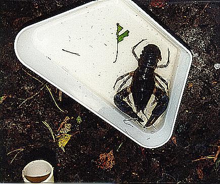 Biologisk effektuppföljning i Hallands län Artrikedomen 1999 Frekvens av förekommande fiskarter Id Färna Grönling Bergsimpa Signalkräfta Stensimpa Flodkräfta Lake Mört Abborre Nejonöga Gädda Lax Ål