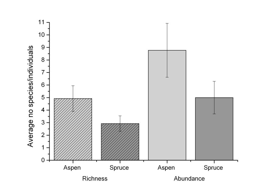 Figur 1. Antal fågelarter (richness) och individer (abundance) i hybridasp- respektive granföryngringarna.