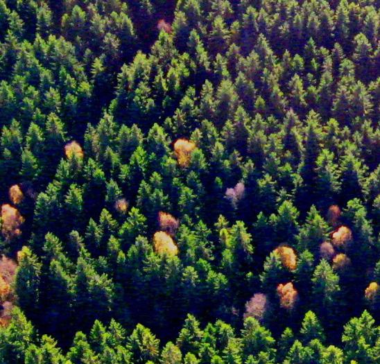 Rapport från delprojekten Skogens skötsel Skogens skötsel - Skötsel av blandskogar med gran och björk Projektledare: Nils Fahlvik, Institutionen för sydsvensk skogsvetenskap. SLU.