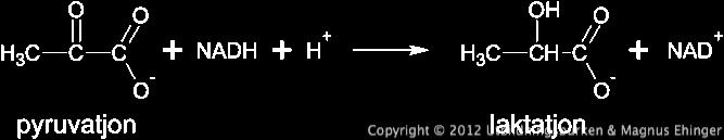 Pyruvat från glykolysen.