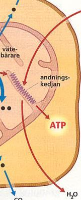 3. Andningskedjan