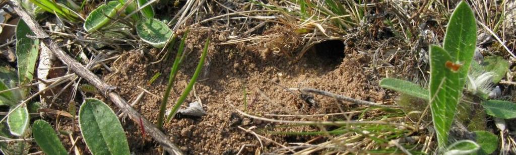 fanns utspritt på Heden samt i de södra delarna i område 19. Tandsandbi Andrena denticulata sågs både i flockfibbla och i gullris. I gullris sågs främst olika arter av vägbin.