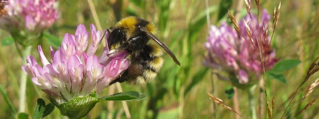 Klöverhumla Bombus distinguendus NT Figur 29. T.v. Arbetare av klöverhumla i rödklöver vid Hjo (28 km söder om Karlsborg) den 26 juli 2012.