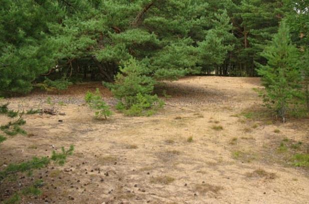 praktbyxbi. Mot väster finns mindre områden med åkervädd där guldsandbi och sexfläckig bastardsvärmare sågs. Tallarna är värdefulla för flera rödlistade svampar.