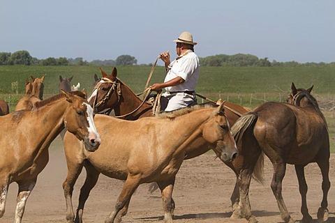 Vi ska besöka en estancia som är en stor ranch belägen mitt på den bördiga jordbruksslätten med kor och hästar betandes runtomkring.