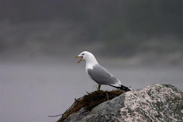 Tabell 7. Antal bon per adult fågel 2005-2014. Ingen trend är statistiskt säkerställd. Table 7. No. of nests per adult bird 2005-2014. No trend is statistically significant.