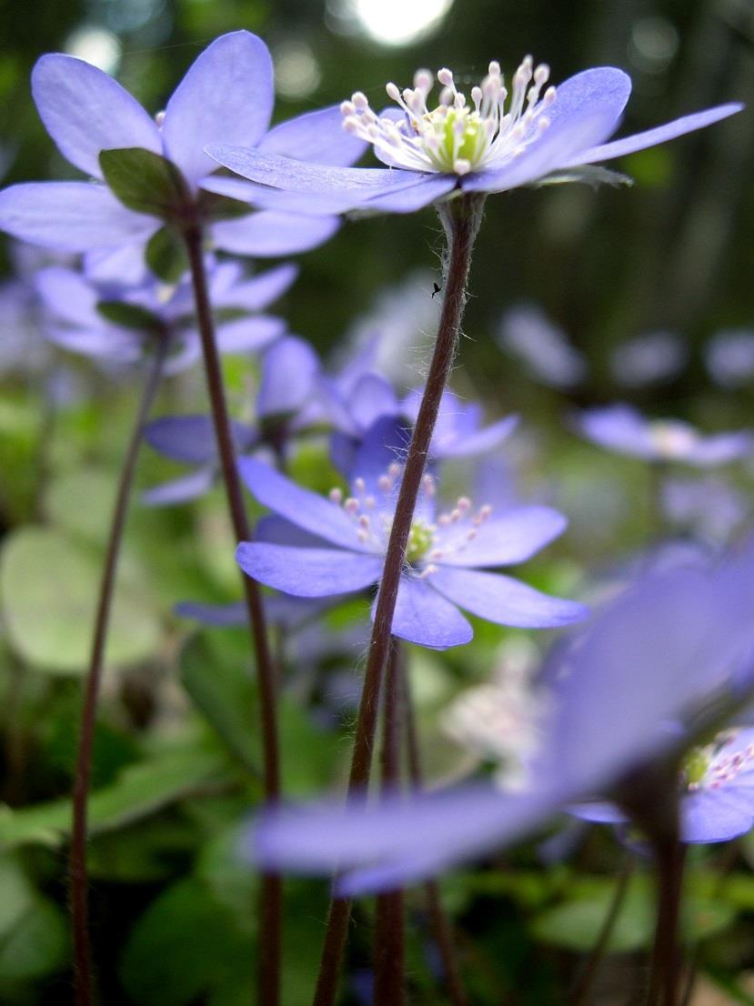 Kommun: Umeå Skyddsstatus: Natura 2000: Särskilt