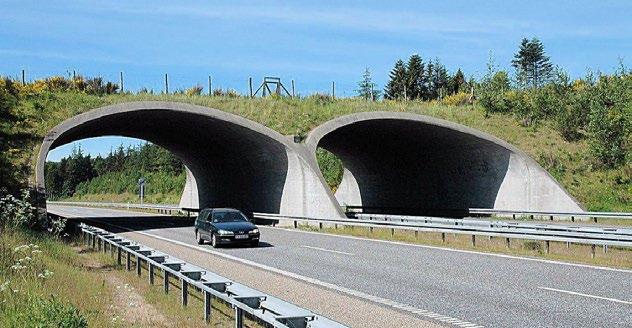 motorfordon. Bron kan delas upp i en grön beväxt del och en del med en grusad GC-väg. Bron förses med bländ- och bullerskydd för att förhindra att trafiken skrämmer bort djur som tar sig upp på bron.