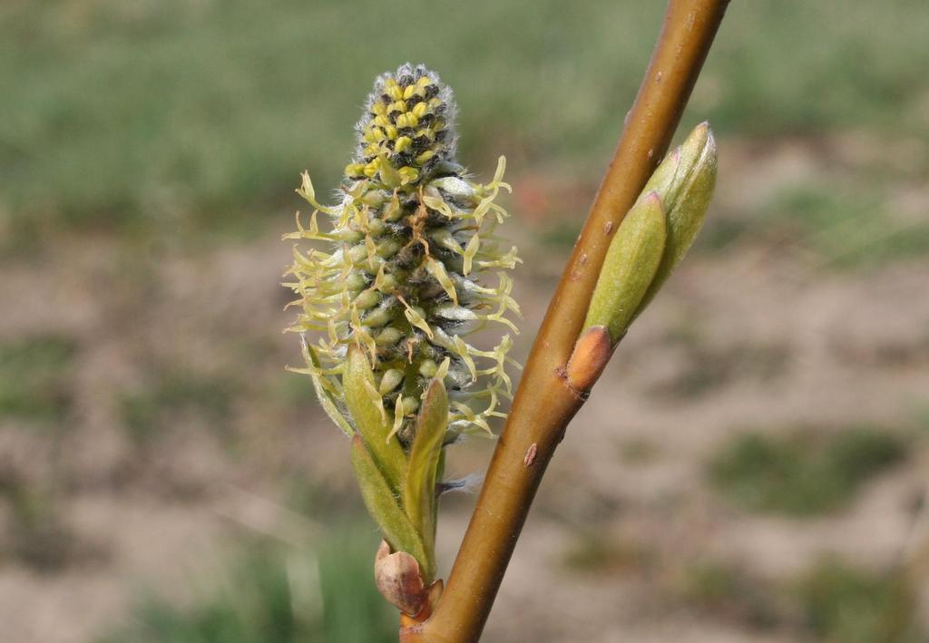 han-blommor