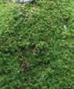 ground- water flow in till soils.