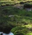 Fakta: Ett stort antal a upprinnor,