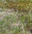 och speciell vegetation. Fakta:.