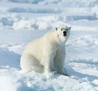 Här njuter vi av den magnifika naturen som karaktäriseras av packis, snöklädda fjäll och gnistrande glaciärer, samtidigt som vi spanar efter valross, polarräv, isbjörn och andra