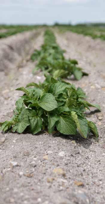 6 Ogräs Roxy Roxy är en jordverkande herbicid som bekämpar både gräsogräs och örtogräs.