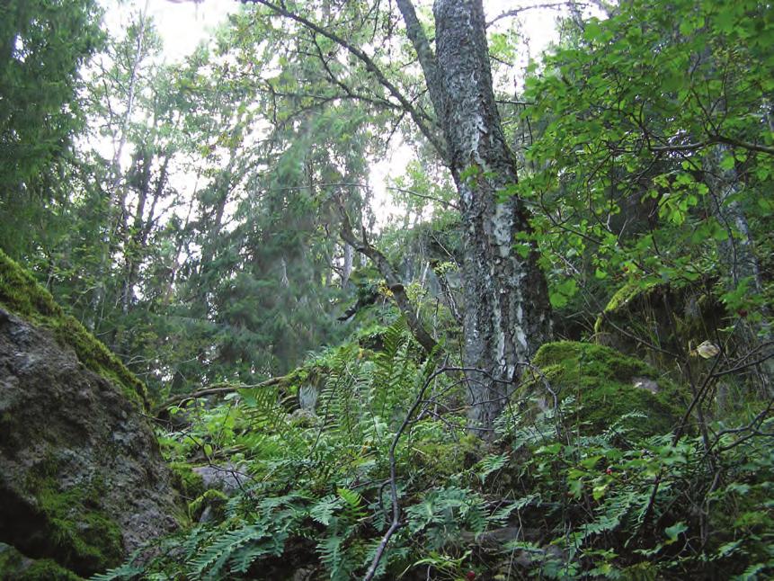 Figur 1. Storblockig, svårforcerad skog vid Nickarp. Val av markytor Inom ett hasselområde har ett antal ytor valts ut för undersökning av strimsporig hjorttryffel.