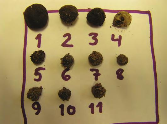 Figur 3. Förbluffande mycket i ett jordprov kan se ut som. Kan du lista ut vilka av nr 1-11som är? Svaret är följande: Nr 1, svart hjorttryffel (Elaphomyces anthracinus). Nr 2, en hasselnöt.