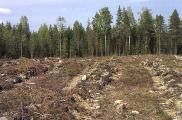 5.1 Harvning 12 Vid harvning avlägsnar man humuslagret och blottar mineraljorden.