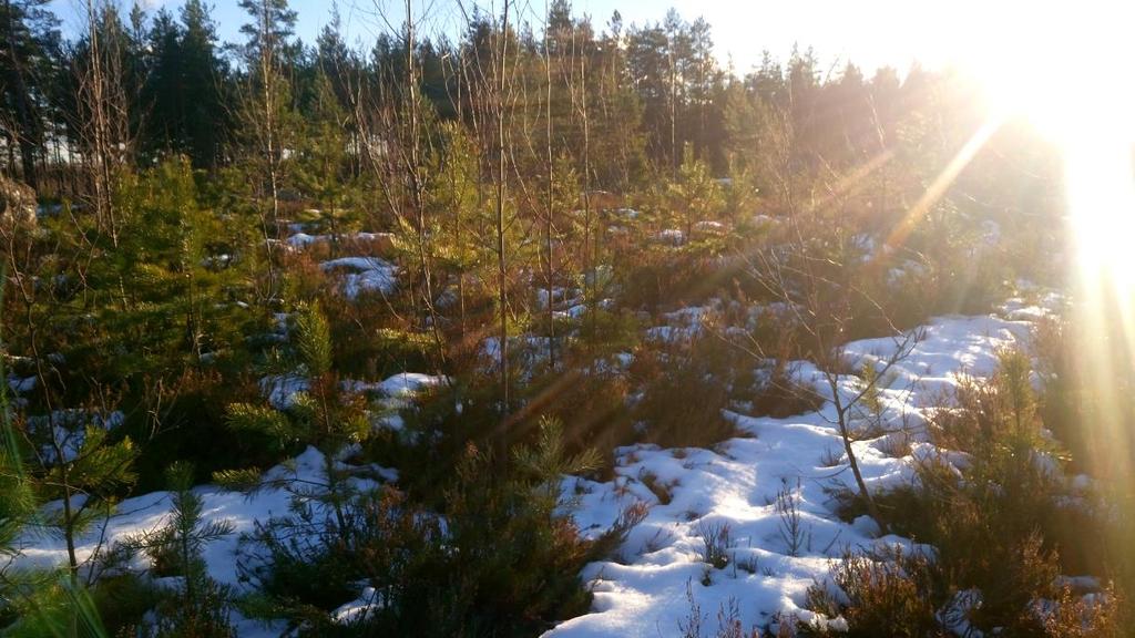 meter. Björkarnas medelhöjd för de markberedda ytorna var 1,8 meter och för de omarkberedda var björkarnas medelhöjd 1,3 meter. 24 Figur 7. Bild på markberedd förnyelseyta, nummer 4.