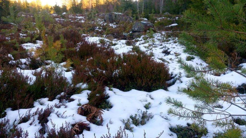 25 Figur 8. Bild på omarkberedd förnyelseyta, nummer 9. Avverkat 2007. Ståndort svag VT. Plantuppslaget är glest och luckigt. Plantmängden var här 833 plantor per hektar.