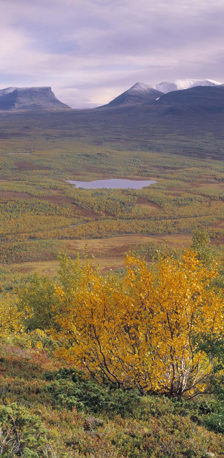 Abisko med utsikt mot Lapporten, foto: Torbjörn Lilja, IBL Bildbyrå, Naturvårdsverkets pressbilder Klimat i förändring Växlingar i klimatet sker naturligt, men kan också påskyndas av människans sätt