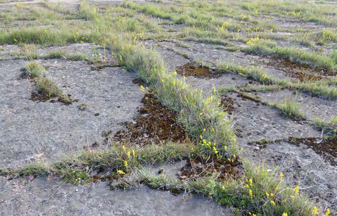 Q Avbanad mark Beskrivning: Mark som förberetts för kalkbrytning genom att jordlager och vegetation har avlägsnats. Hela ytan har inte avbanats vid samma tillfälle utan det har gjorts successivt.