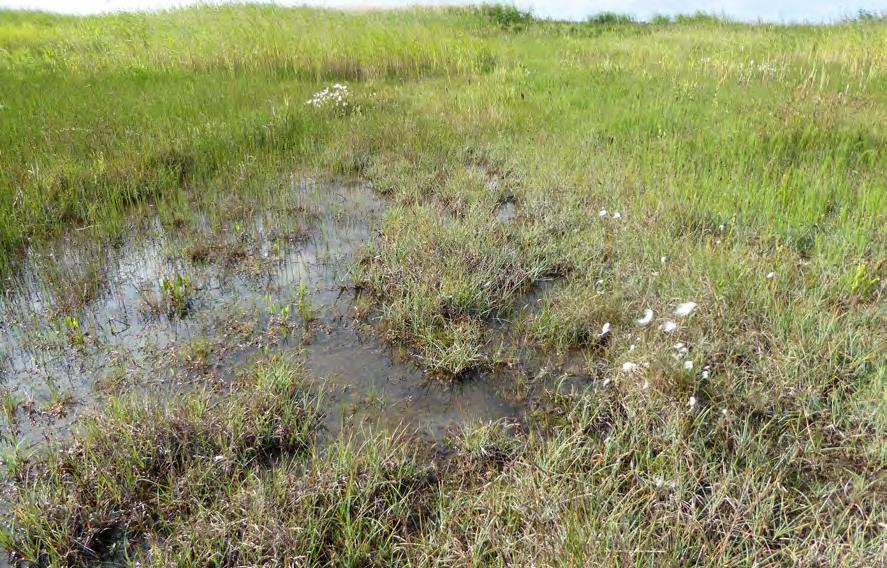 S Våtmark Beskrivning: Dammen i objekt U läcker så att vatten svämmar över och bidrar till att intilliggande mark håller på att utvecklas till en våtmark.