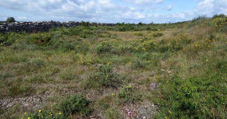 W Vall Beskrivning: En vall av jordmassor överväxt med högt gräs, örter och buskage.