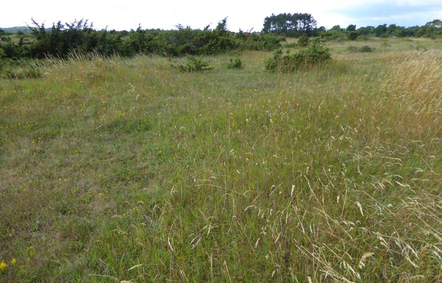 Ä Igenväxande kalkgräsmark Beskrivning: Ett stråk med igenväxande kalkgräsmark. Vegetationen domineras av knylhavre.
