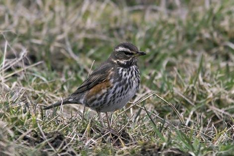 Rödvingetrasten var vanligare på 196-talet men har haft en stabil förekomst från 199-talets början. Foto: Lasse Olsson.