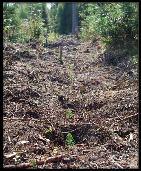 container depth on the field establishment of mini spruce seedlings Kristoffer Olerås Examensarbete i