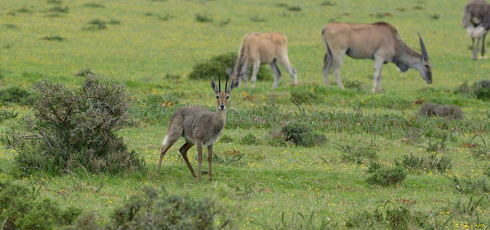 Grey Rhebok, i bakgrunden Elands. De Hoop NR. snabb sånguppvisning. Det blev allt för den här gången av den arten. På kvällen artgenomgång och middag i en ny restaurangbyggnad.