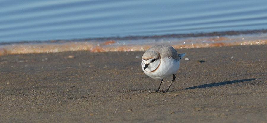 75 Pied Avocet Recurvirostra avosetta [Skärfläcka] 39 Strandfontein Sewage Works 17.8, 4 Sandvlei Nature Reserve 19.8, 10 West Coast NP 21.8, 10 Velddrif 22.8 och 10 P2250 23.