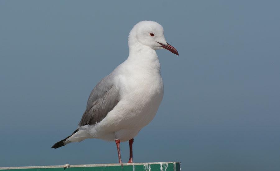 97 Hartlaub's Gull Chroicocephalus hartlaubii [Kapmås] Observerad 10 dagar totalt Hartlaub s Gull, vanlig.