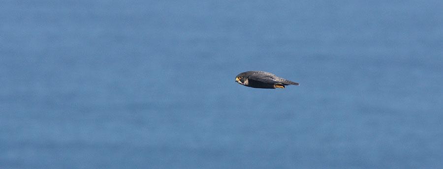 134 Peregrine Falcon Falco peregrinus minor [Pilgrimsfalk] 2 Strandfontein Sewage Works 17.8, 1 Cape Town 18.8 och 2 Cape of Good Hope 19.8 Pilgrimsfalk vid Godahoppsudden.