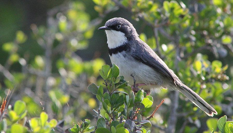 170 Cape Grassbird Sphenoeacus afer afer [Stråsångare] Endemisk 2 Harold Porter N.Botanical Garden 18.8, 1 Rooi-Els 18.8, 1 Cape of Good Hope 19.8, 3 West Coast NP 21.8, 1 hörd Gydo Pass 22.