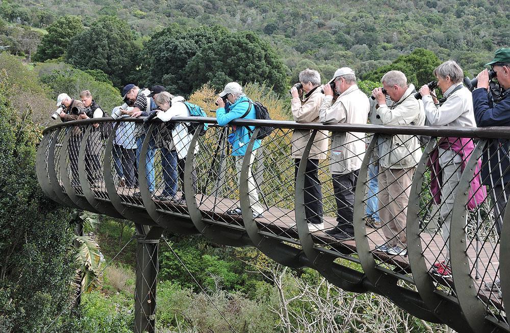 Spaning från den nyanlagda gångbron i trädtoppshöjd i Kirstenbosch Botanical Garden.