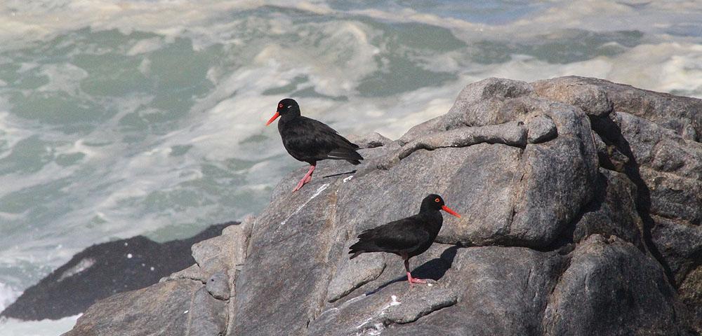 African Oystercatcher. West Coast NP Innan vi vände söderut på nytt skådade vi med flera stopp längs vägen mellan Vredenburg och Paternoster.