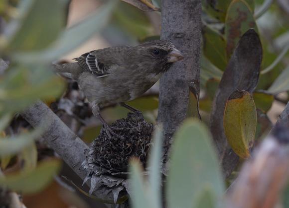 en fin obs på 1 sjungande Chestnut-vented Warbler (Tit- Babbler). På kvällen ny god middag på gårdagens restaurang. 22 augusti Frukost kl. 06.45 och iväg 07.35.