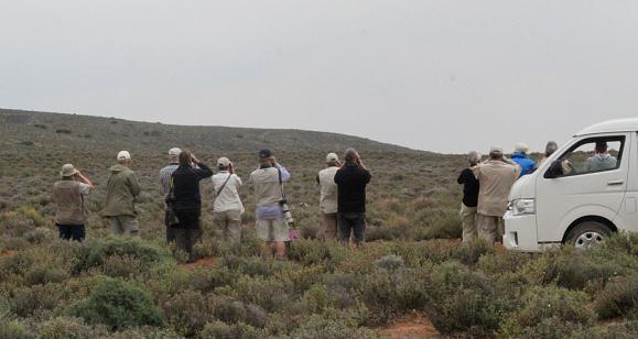 Här fann vi snabbt målarten Chestnut-banded Plover med ca 100 fåglar, en bra siffra. En del spovsnäppor fanns också här liksom några småsnäppor och 1 smalnäbbad simsnäppa.