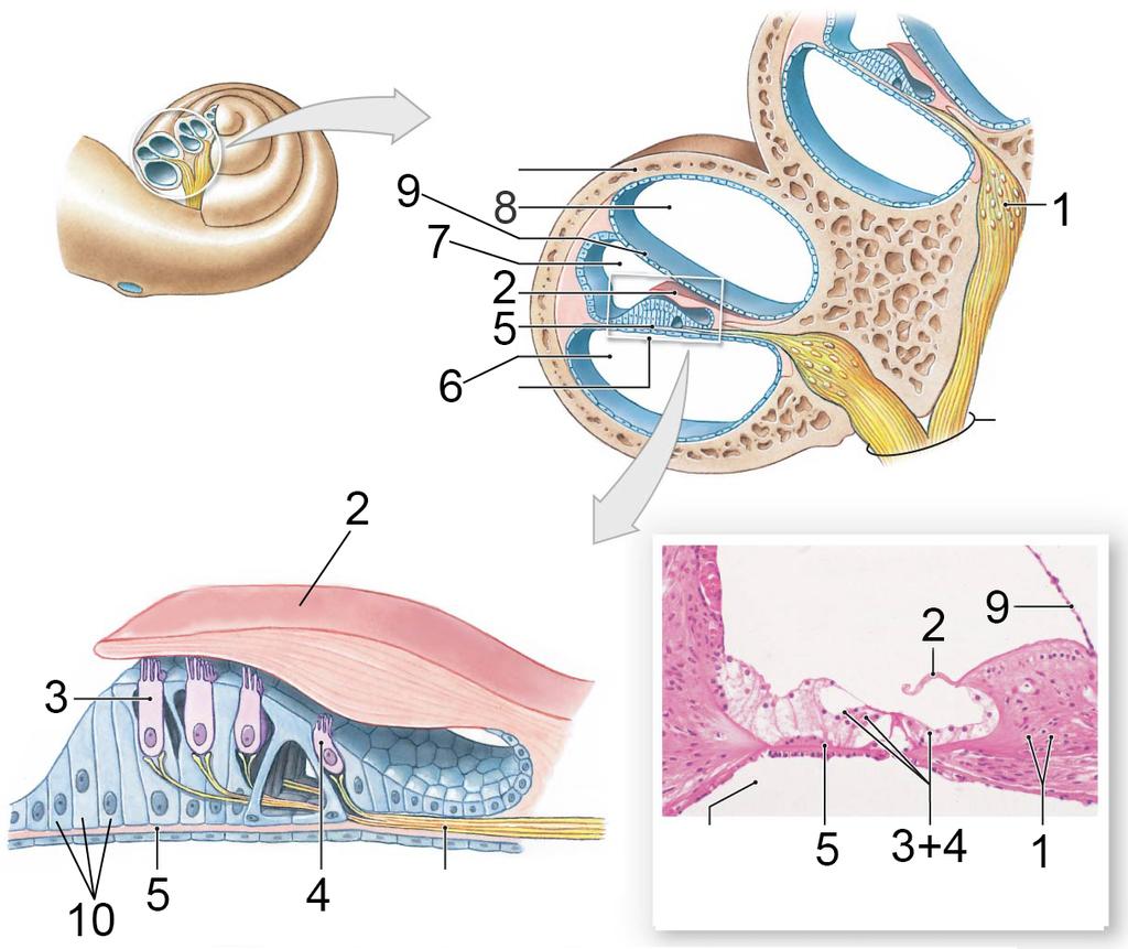 Tema 5 - Del B. (5 p) För att förstå hur hörselimpulser uppstår behöver man ha en klar bild över innerörats (cochlea) mikroskopiska anatomi.