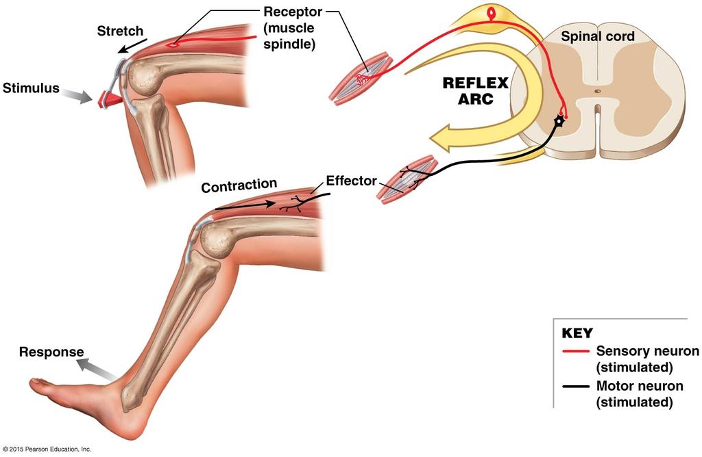 Tema 6 - Del B. (5 p) Sträckreflexen är en reflex som ofta testas vid undersökning av patienter. Redogör för sträckreflexens organisation med en enkel skiss.