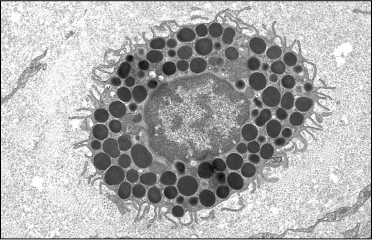 Vidare skall du redo- göra för effekten av de olika substanserna som frisätts från denna cell. Vilken typ av molekyl hittar man på cellens yta?